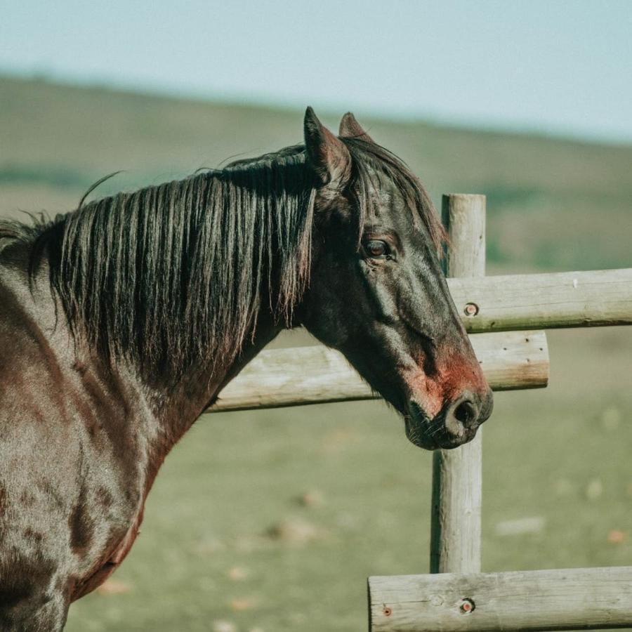 Вілла Oudebosch Guest Farm Ріверсдейл Екстер'єр фото